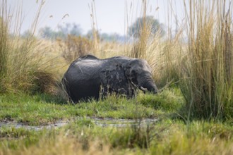 African elephant (Loxodonta africana), adult animal crossing a swamp, Okavango Delta, Moremi Game