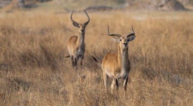 Letschwe or lychee moor antelope (Kobus leche), two animals in dry grass in the evening light,