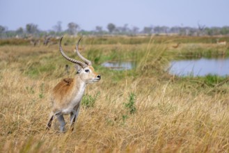 Letschwe or lychee moor antelope (Kobus leche), Okavango Delta, Moremi Game Reserve, Botswana