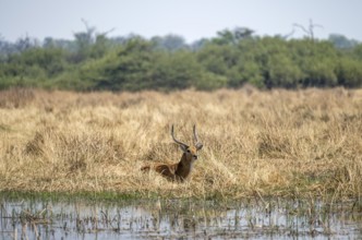 Letschwe or lychee moor antelope (Kobus leche), sitting in dry grass by a river, Okavango Delta,