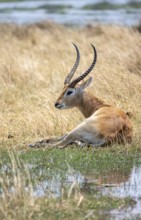 Letschwe or lychee moor antelope (Kobus leche), sitting in dry grass by a river, Okavango Delta,