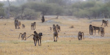 Bear baboons (Papio ursinus) group in dry grass, Third Bridge, Okavango Delta, Moremi Game Reserve,