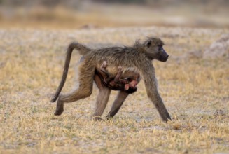 Bear baboons (Papio ursinus) mother suckling young, Third Bridge, Okavango Delta, Moremi Game