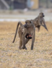 Bear baboon (Papio ursinus) young clinging to the mother's belly, running, Third Bridge, Okavango