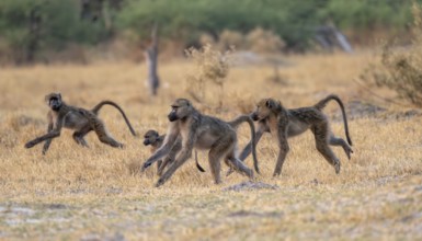 Bear baboons (Papio ursinus) group running, Third Bridge, Okavango Delta, Moremi Game Reserve,