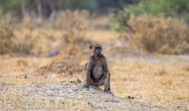 Bear baboon (Papio ursinus), adult male, in dry meadow, Third Bridge, Okavango Delta, Moremi Game