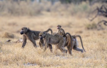 Bear baboons (Papio ursinus) young on the back of the mother, foraging, Third Bridge, Okavango
