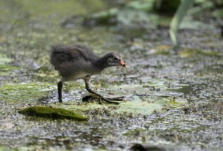 Green-footed moorhen (Gallinula chloropus), chick running over water plants, Lower Rhine, North