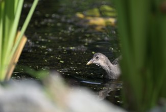 Green-footed moorhen (Gallinula chloropus), swimming among reeds, Lower Rhine, North