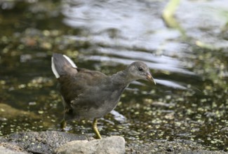 Green-footed moorhen (Gallinula chloropus), female, Lower Rhine, North Rhine-Westphalia, Germany