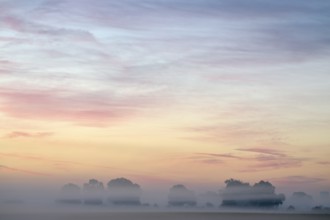 Landscape with deciduous trees at dawn and ground fog, Lower Rhine, North Rhine-Westphalia, Germany