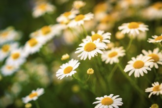 Close-up of blooming white daisies in a summer meadow, Gechingen, Landkeis Calw, Germany