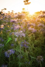 A purple field of flowers glows in the warm light of the sunset, peaceful scene, Gechingen,