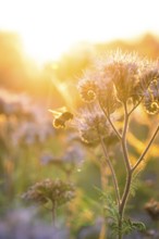 A bee hovers over a flower in the soft light of the sun, Gechingen, Landkeis Calw, Germany