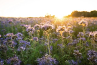 View over a wide field of flowers in the warm sunlight, Gechingen, Landkeis Calw, Germany