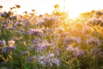 Purple flower field in the golden morning light at sunrise, quiet atmosphere, Gechingen, Landkeis