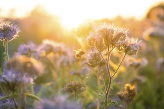 A bee flies over flowers in the golden evening sun, Gechingen, Landkeis Calw, Germany