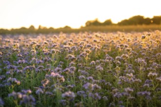 Wide fields under a golden sky full of blooming flowers, Gechingen, Landkeis Calw, Germany