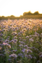 Fields full of purple flowers, atmospherically illuminated by the evening light, Gechingen,