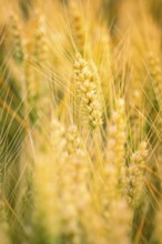 Fresh ears of wheat in the golden light, symbol of harvest time, Gechingen, Landkeis Calw, Germany