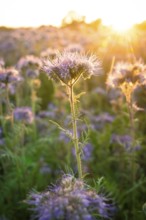 Single purple flower in the foreground, warm evening mood, Gechingen, Landkeis Calw, Germany