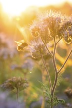 A bee buzzing around purple flowers in the warm morning light, quiet nature, Gechingen, Landkeis