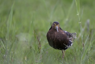 Ruff (Philomachus pugnax) in a meadow, Texel, North Holland, Netherlands