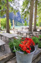 Blooming flowers in a bucket near a lake and benches surrounded by trees, Dolomites, South Tyrol,