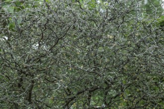 Zigzag shrub (Corokia cotoneaster), close-up, Münsterland, North Rhine-Westphalia, Germany
