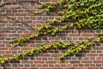 Brick wall overgrown with wild vines emphasising the natural architecture, Münsterland, North