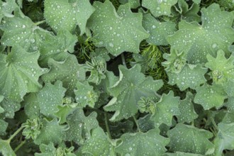 Lady's mantle (Alchemilla mollis) with raindrops, Lower Rhine, North Rhine-Westphalia, Germany