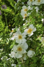 Rose, shrub rose, Münsterland, North Rhine-Westphalia, Germany