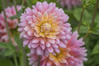 Dahlia (Dahlia), Münsterland, North Rhine-Westphalia, Germany