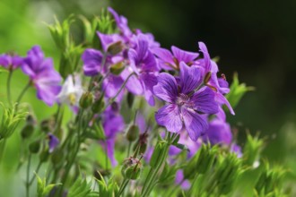 Cranesbill (Geranium), Münsterland, North Rhine-Westphalia, Germany