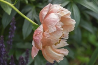 Peony (Paeonia), salmon-coloured, Münsterland, North Rhine-Westphalia, Germany