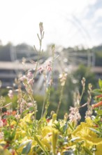 Colourful flowers in front of a blurred Ferris wheel in a sunny park, Ferris wheel construction for