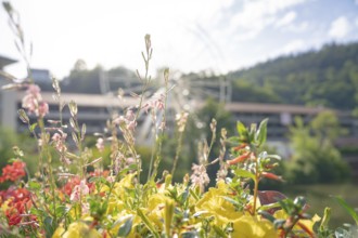 Flowers with Ferris wheel in the background on a bright summer day, Ferris wheel construction for