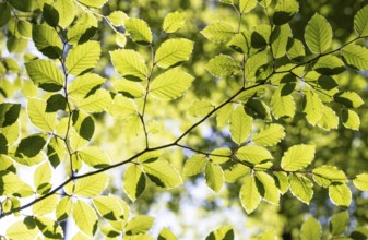 Hornbeam, Carpinus betulus, beech forest with green leaves in the sun, Upper Austria, Austria