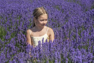 Blonde girl, 9 years old, picking blooming lavender in Köpingebro, Ystad Municipality, Skåne