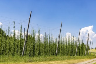 Hop garden of the Hochdorfer Kronenbrauerei brewery. Hop growing in the Heckengäu in the northern