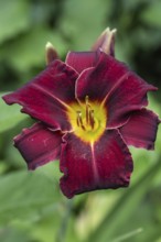 Daylily (Hemerocallis), Emsland, Lower Saxony, Germany
