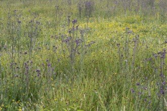 Meadow with thistles (Cirsium), Emsland, Lower Saxony, Germany