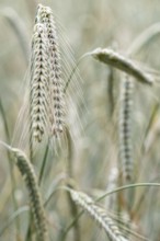 Triticale ears (triticale), Emsland, Lower Saxony, Germany