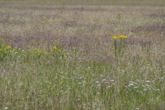 Meadow with ragwort (Senecio jacobaea), Emsland, Lower Saxony, Germany