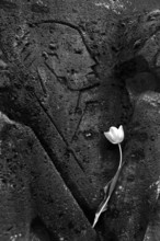 Bittermark memorial, memorial site, detail with tulip for the memorial service on Good Friday,