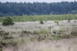 Crane (Grus grus) in the moor, Emsland, Lower Saxony, Germany