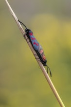 Six-spotted damselfly (Zygaena filipendulae), mating, Emsland, Lower Saxony, Germany