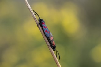 Six-spotted damselfly (Zygaena filipendulae), mating, Emsland, Lower Saxony, Germany