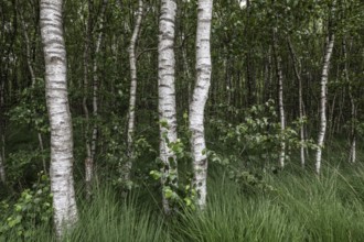 Birch quarry forest (Betula pendula), Emsland, Lower Saxony, Germany