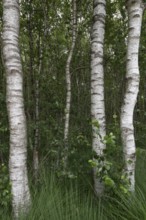 Birch quarry forest (Betula pendula), Emsland, Lower Saxony, Germany
